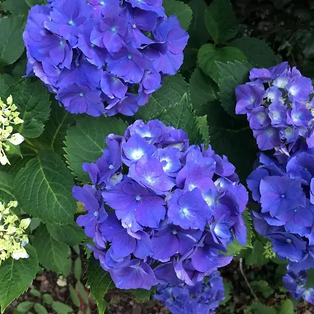 Parada De Francos Teo