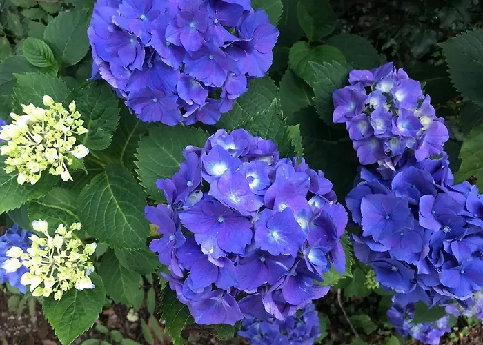 Parada De Francos Teo